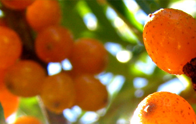 Облепиха или морски зърнастец (Hippophae rhamnoides L.). Част 2. Облепиха или морски зърнастец (Hippophae rhamnoides L.). Част 2.
